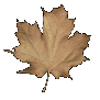 maple_leaf_brown_shake_sc.gif