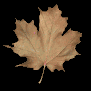 maple_leaf_brown_shake_sb.gif