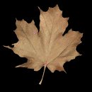 maple_leaf_brown_shake_mc.gif