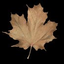 maple_leaf_brown_shake_mb.gif