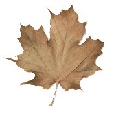 maple_leaf_brown_shake_lw.gif