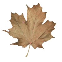 maple_leaf_brown_shake_hr.jpg