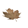 maple_leaf_brown_fall_a_sw.gif