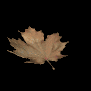 maple_leaf_brown_fall_a_sb.gif