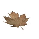 maple_leaf_brown_fall_a_mw.gif