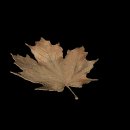 maple_leaf_brown_fall_a_mc.gif