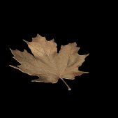 maple_leaf_brown_fall_a_lc.gif
