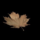 maple_leaf_brown_fall_a_lb.gif