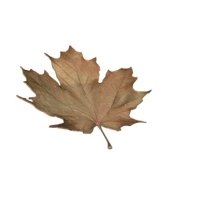 maple_leaf_brown_fall_a_hr.jpg