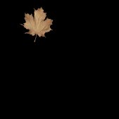 maple_leaf_brown_detail_lc.gif
