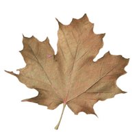 maple_leaf_brown_detail_hr.jpg