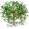 green_tree_mw.gif