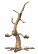 barney_the_tree_dormant_tw.gif