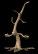 barney_the_tree_dormant_tb.gif
