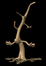 barney_the_tree_dormant_sb.gif