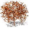 autumn_tree_mw.gif