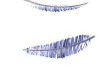 feathers_falling_hr.jpg