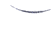 feather_floating_in_air_tw.gif