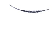 feather_floating_in_air_lw.gif