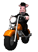 animal_biker_riding_m_a_sc.gif