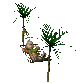 guyinhammock_palmtree_a_sc.gif