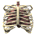 lungs_with_ribs_breat_a_tw.gif