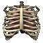 lungs_with_ribs_breat_a_sc.gif