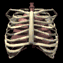 lungs_with_ribs_breat_a_sb.gif