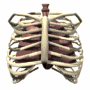 lungs_with_ribs_breat_a_mw.gif