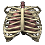 lungs_with_ribs_breat_a_mc.gif
