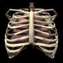 lungs_with_ribs_breat_a_mb.gif