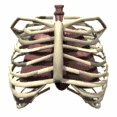 lungs_with_ribs_breat_a_lw.gif