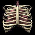 lungs_with_ribs_breat_a_lc.gif