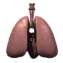 lungs_alone_breathing_sw.gif