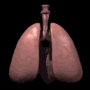 lungs_alone_breathing_mb.gif