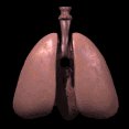 lungs_alone_breathing_lc.gif