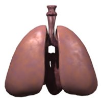 lungs_alone_breathing_hr.jpg