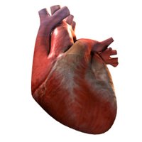 heart_pumping_hr.jpg
