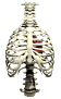 heart_insidethorax_be_a_sw.gif