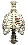 heart_insidethorax_be_a_sc.gif