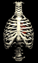 heart_insidethorax_be_a_sb.gif