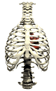 heart_insidethorax_be_a_mw.gif