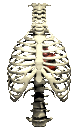 heart_insidethorax_be_a_mc.gif