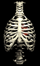 heart_insidethorax_be_a_mb.gif