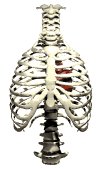 heart_insidethorax_be_a_lw.gif