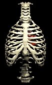 heart_insidethorax_be_a_lc.gif