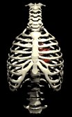 heart_insidethorax_be_a_lb.gif