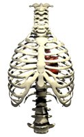heart_insidethorax_be_a_hr.jpg