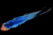 comet_mb.gif