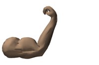 musculararm_flexing_hr.jpg